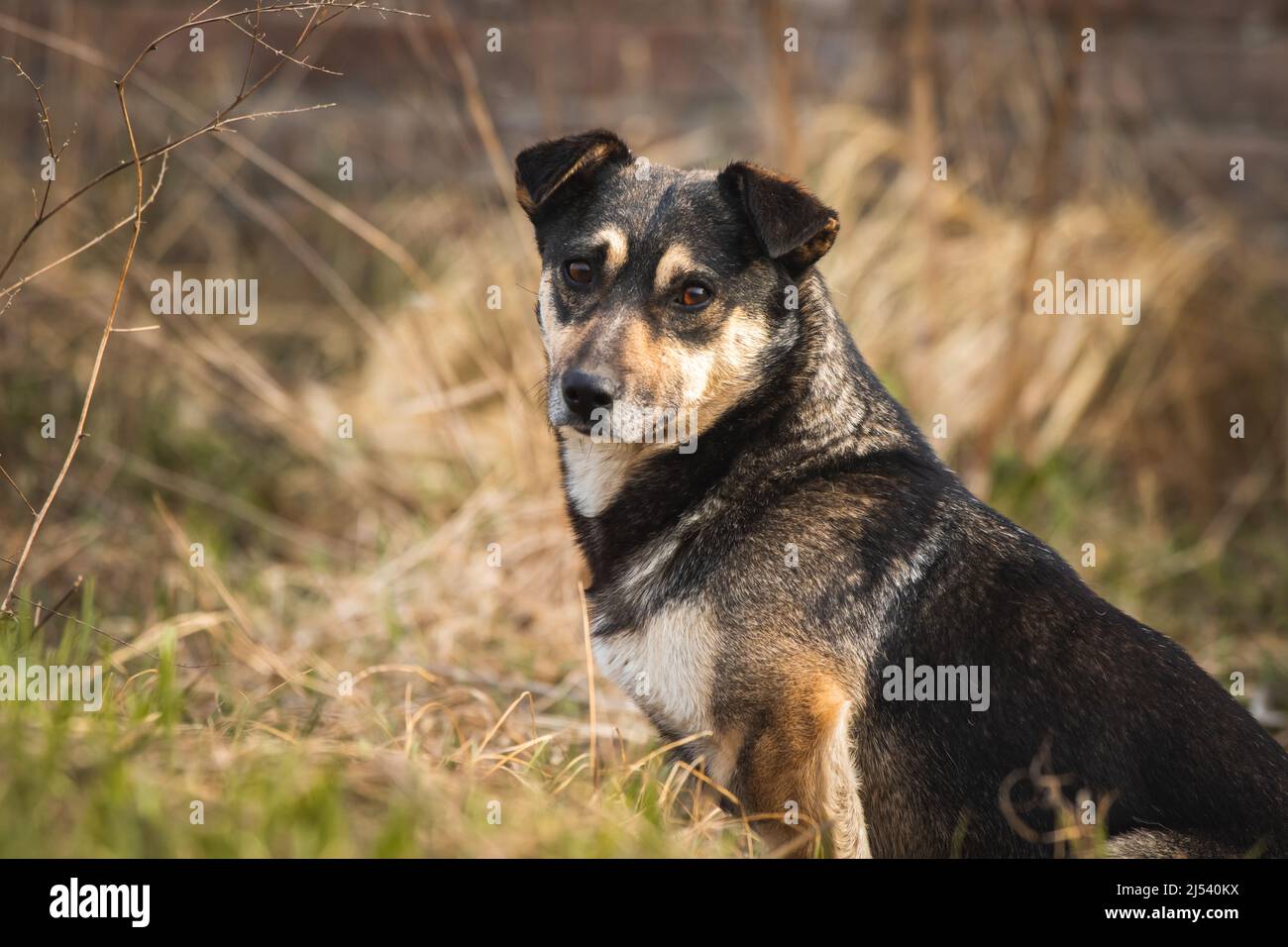 Mignon portrait de chien errant, solitaire et sans-abri faim concept d'animaux Banque D'Images