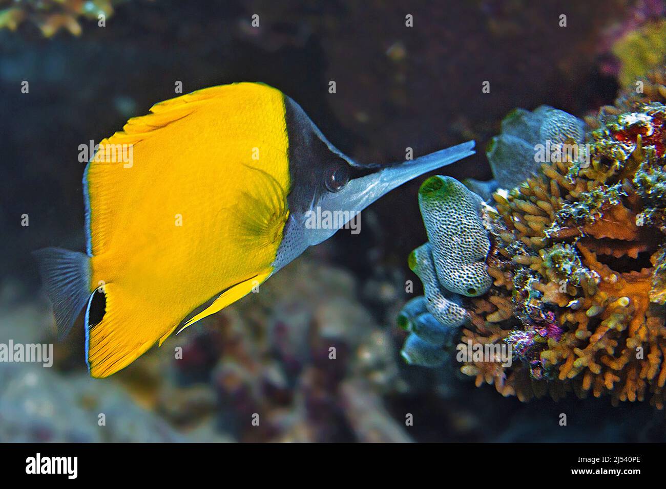 Grand butterflyfish à long nez (Forcipiger longirostris), Ari Atoll, Maldives, Océan Indien, Asie Banque D'Images