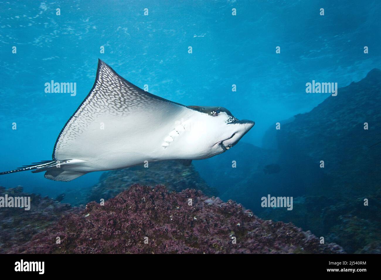 Aigle à pois blancs (Aetobatus narinari) sur un récif de corail, île Wolf, îles Galapagos, Equateur, océan Pacifique Banque D'Images