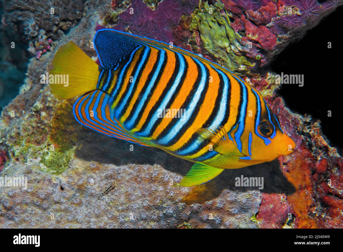 Angelfish royal (Pygoplites diacanthus), Ari Atoll, Maldives, Océan Indien, Asie Banque D'Images