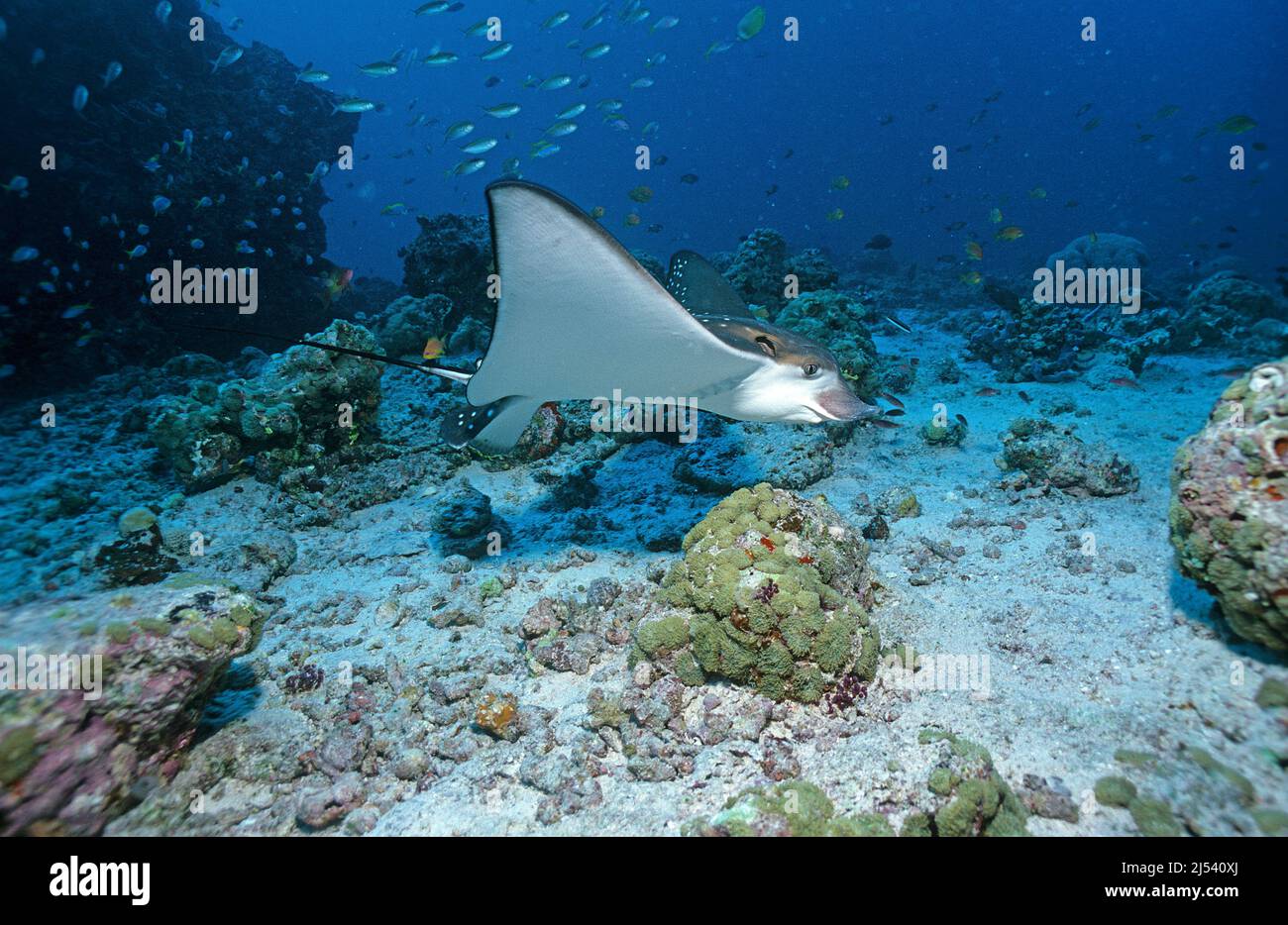 Aigle à pois blancs (Aetobatus narinari) nageant sur un récif de corail, Ari Atoll, Maldives, océan Indien, Asie Banque D'Images