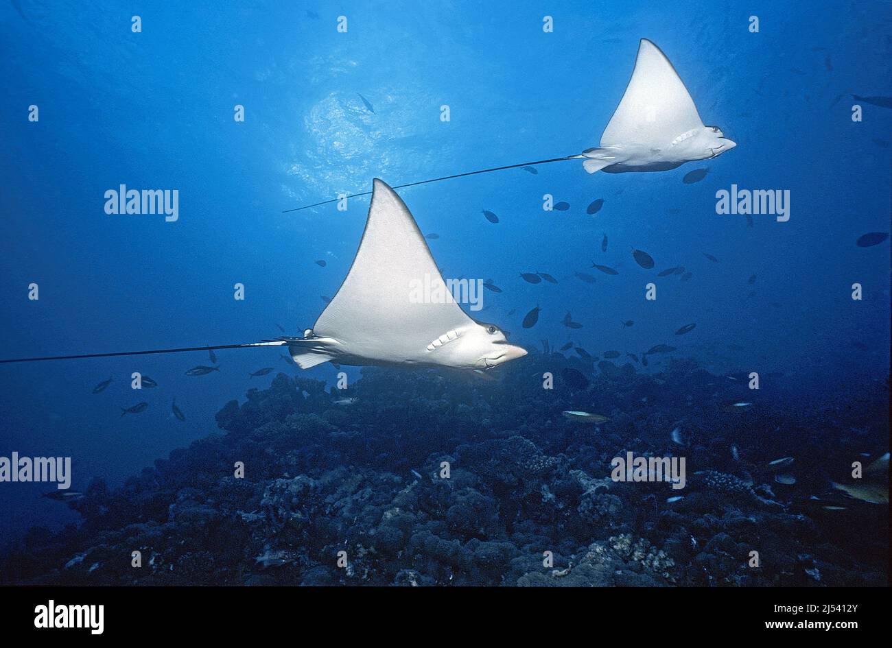 Aigle à pois blancs (Aetobatus narinari) sur un récif de corail, Ari Atoll, Maldives, océan Indien, Asie Banque D'Images