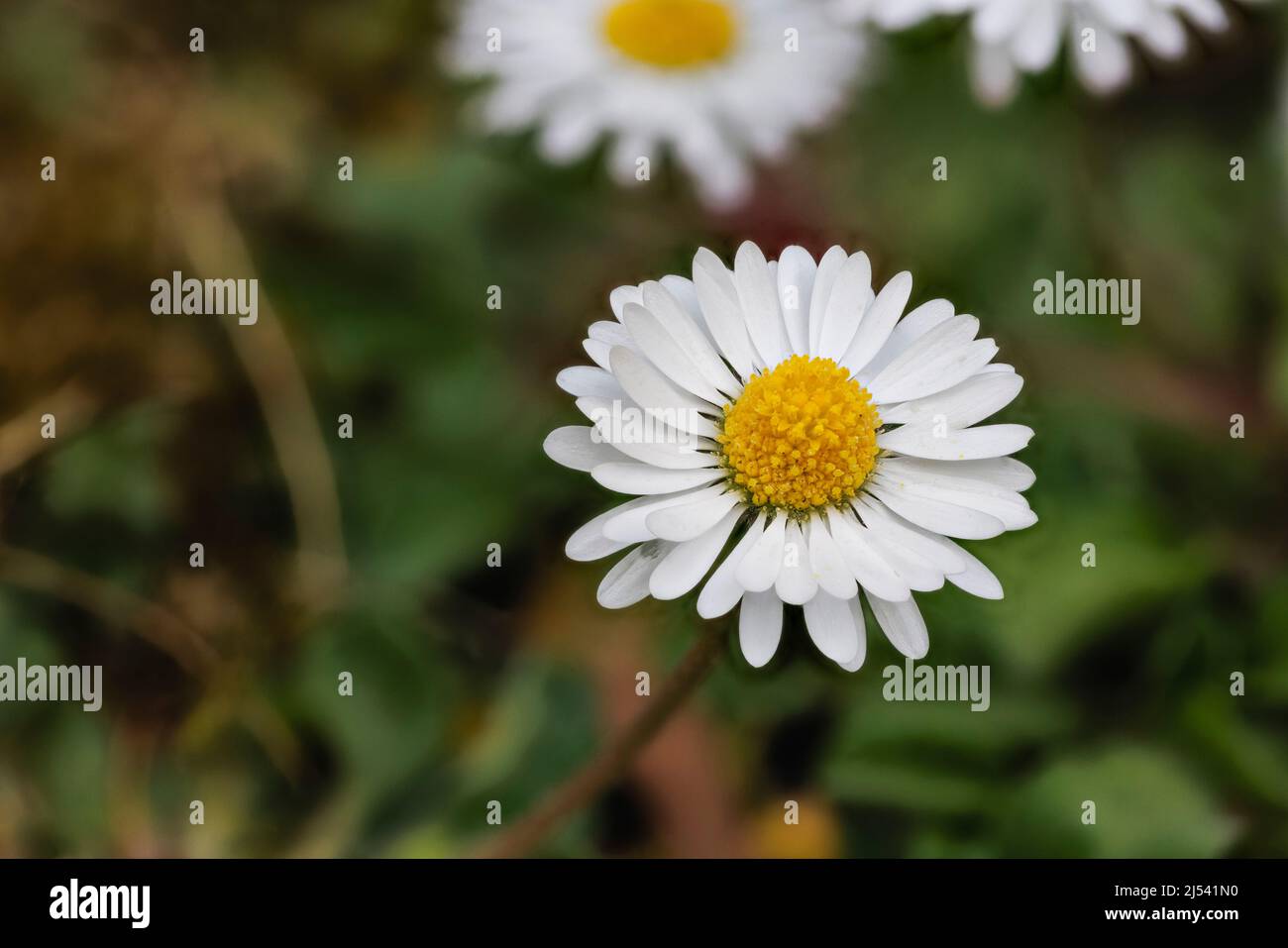 Pâquerette de pelouse (Bellis perennis), aussi pâquerette commune ou pâquerette anglaise, une herbe de pelouse, fleurit au début du printemps dans un jardin à Surrey, dans le sud-est de l'Angleterre Banque D'Images