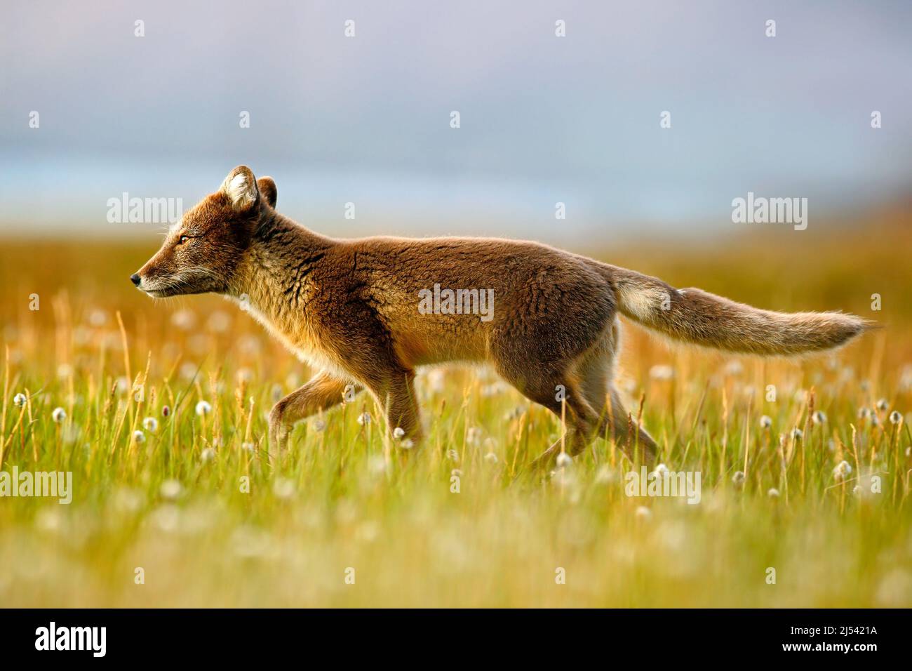 Renard arctique, Vulpes lagopus, dans l'habitat naturel. Renard dans prairie avec fleurs, Svalbard, Norvège. Bel animal dans le champ de la fleur. Exécution de Banque D'Images