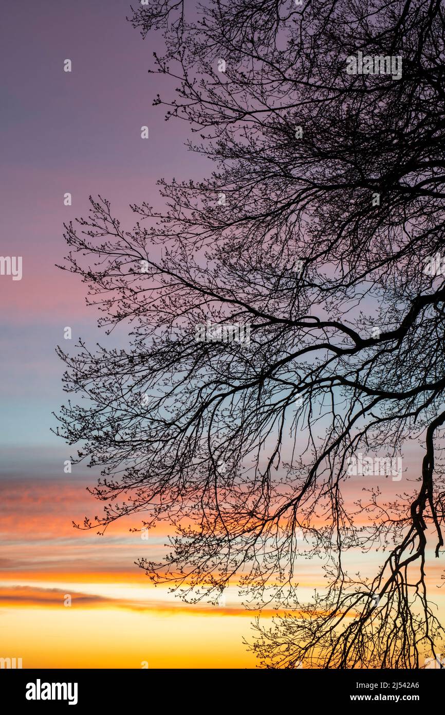 Silhouette d'arbre s'ébranle au lever du soleil avec un ciel coloré dans la campagne du warwickshire. ROYAUME-UNI Banque D'Images