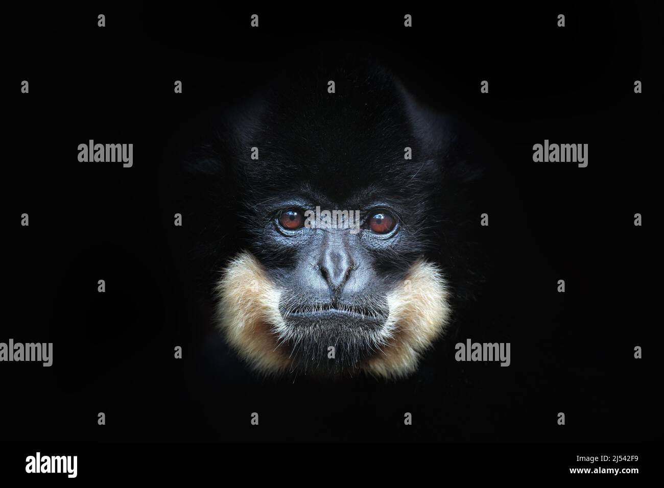 Gibbon à chetée jaune, Nomascus gabriellae, portrait détaillé du singe sauvage. Vue sur l'art d'un animal magnifique. Scène sauvage de la forêt sombre de la nature. Banque D'Images