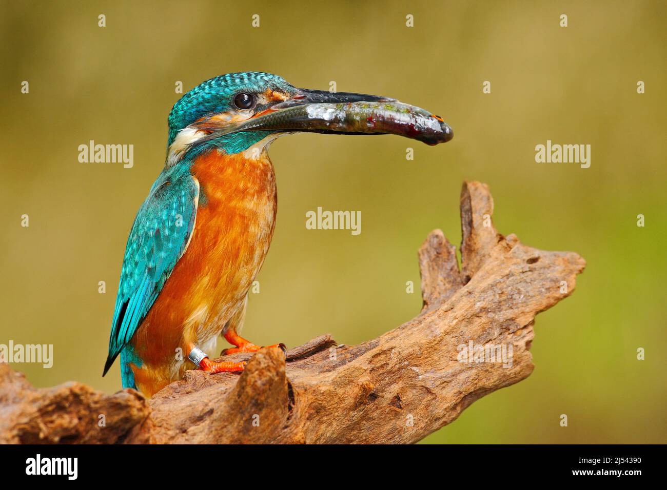 Oiseau avec poisson. Oiseau Kingfisher commun avec poisson dans la facture. Magnifique oiseau orange et bleu assis sur le tronc de l'arbre. Oiseau avec poisson dans le bec. Faune r Banque D'Images