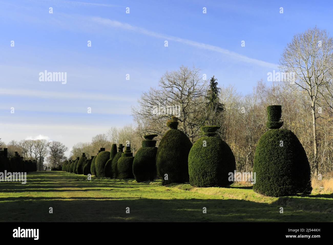 L'avenue Yew Tree au village de Clipsham; Rutland; Angleterre; Royaume-Uni Banque D'Images