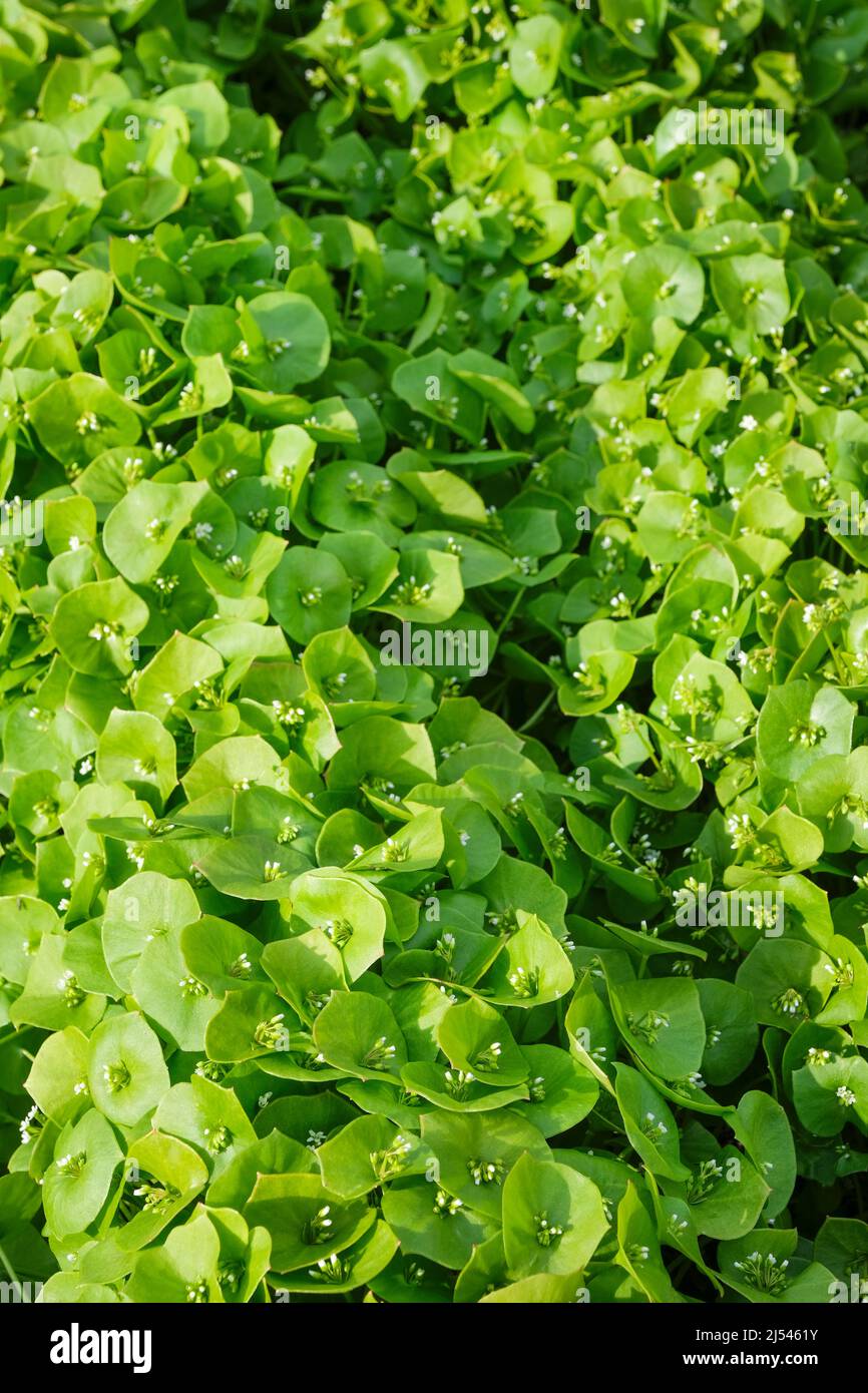 Claytonia perfoliata, également connue sous le nom de laitue miner, laitue indienne, furson d'hiver, ou palsingat. Utilisé dans les salades d'hiver. Banque D'Images