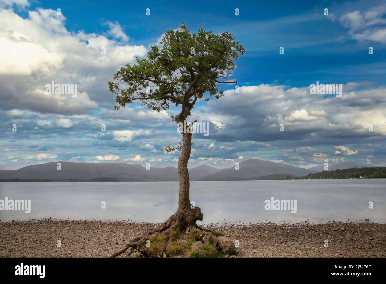 Le pittoresque Lone Tree à Milarrochy Bay sur le Loch Lomond, près du village de Balmaha, en Écosse. Banque D'Images