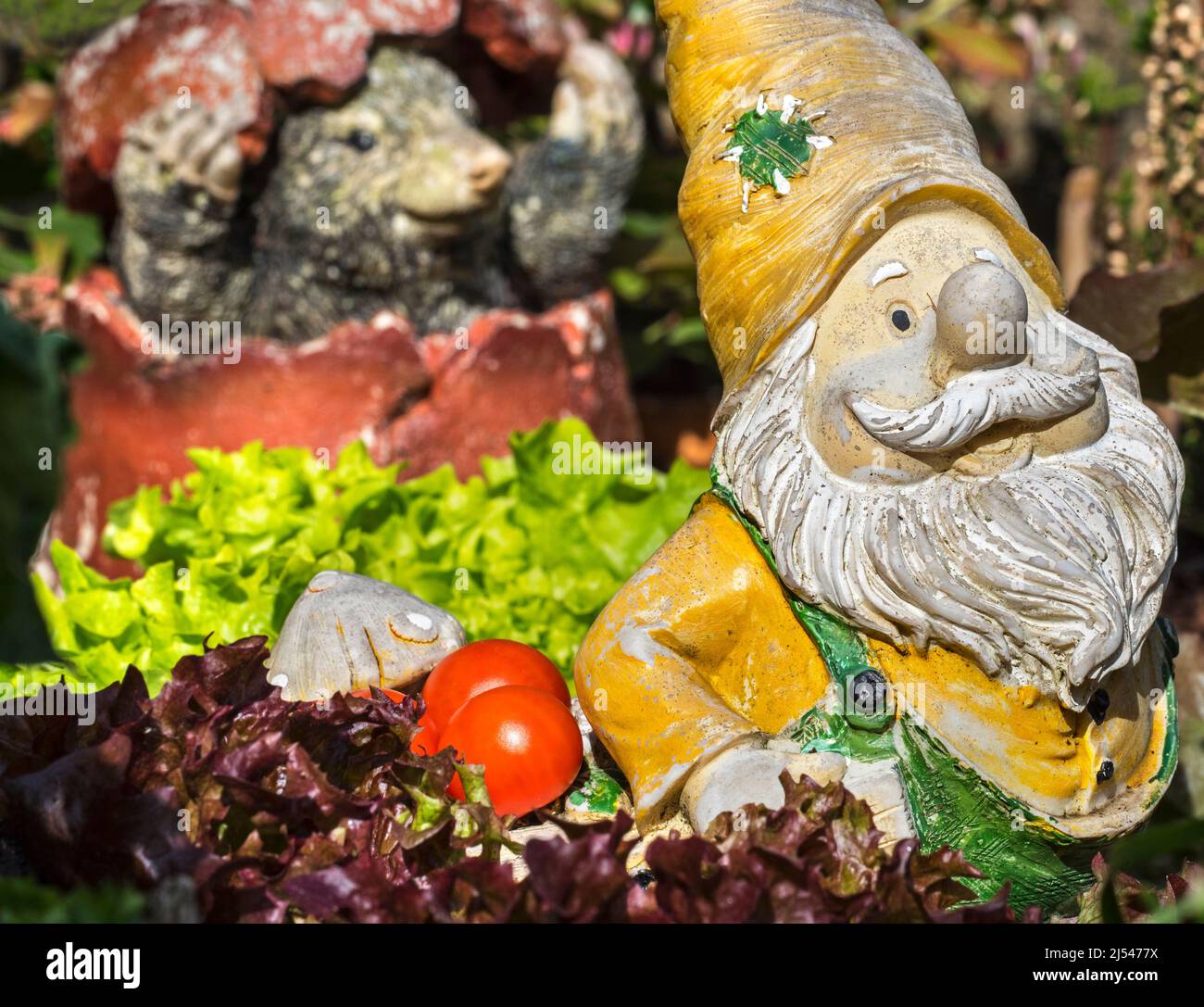 Décoration de gnome de jardin figurine parmi différentes espèces de laitue et de légumes dans le jardin de pied carré au printemps Banque D'Images