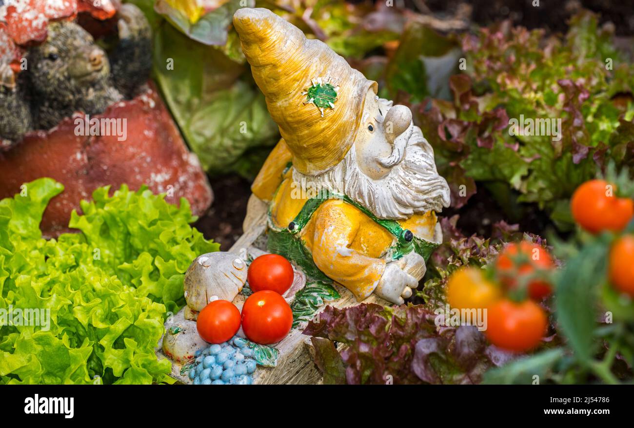 Décoration de gnome de jardin figurine avec brouette parmi différentes espèces de laitue et de légumes dans le jardin de pied carré au printemps Banque D'Images