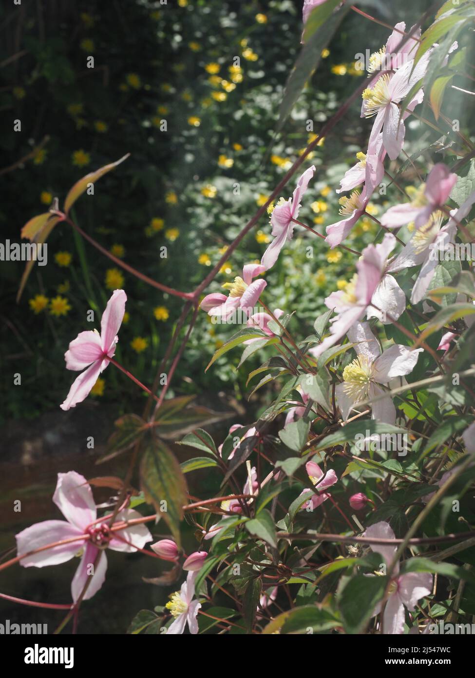 La belle fleur de clematis plante avec une profusion de fleurs rose pâle Banque D'Images