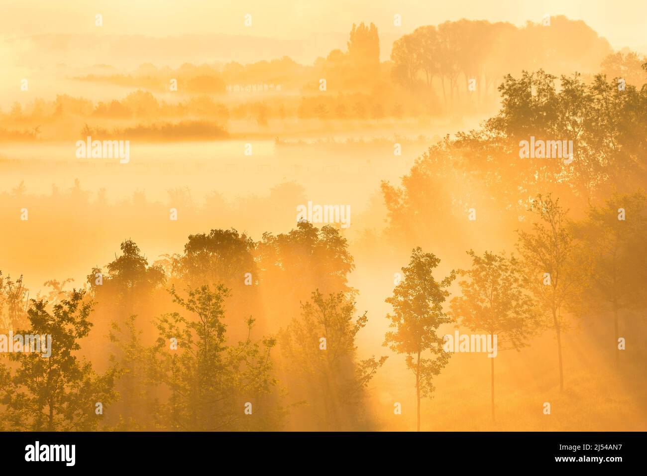 Tôt le matin dans la vallée de la rivière Escaut au lever du soleil, Belgique, Flandre orientale, Scheldévalulei, Berchem Banque D'Images
