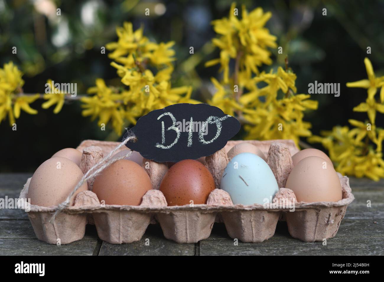 Tableau noir avec l'inscription « BIO » sur les œufs de poulet dans la boîte à œufs en face de Forsythia en fleur, Allemagne Banque D'Images Tableau noir avec l'inscription « BIO » sur les œufs de poulet dans la boîte à œufs en face de Forsythia en fleur, Allemagne Banque D'Images