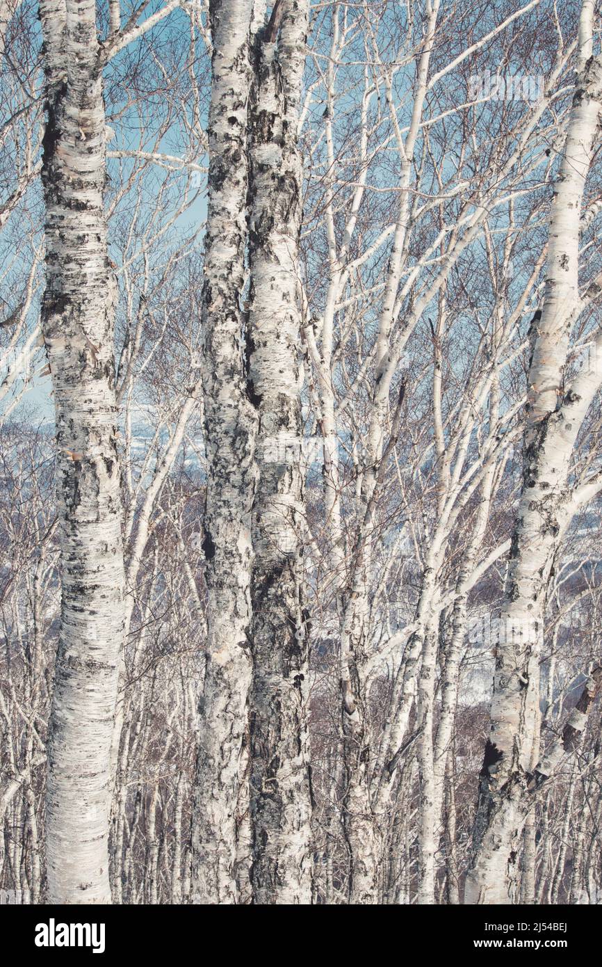 Forêt de bouleau blanc argenté et ciel bleu pâle Banque D'Images
