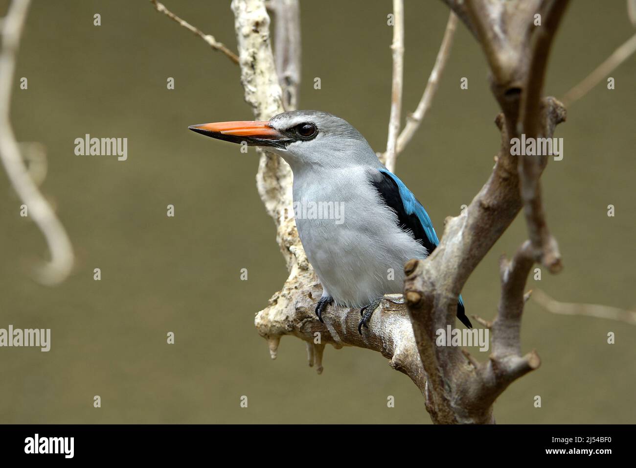 kingfisher (Halcyon senegalensis), perché sur une branche, Kenya Banque D'Images