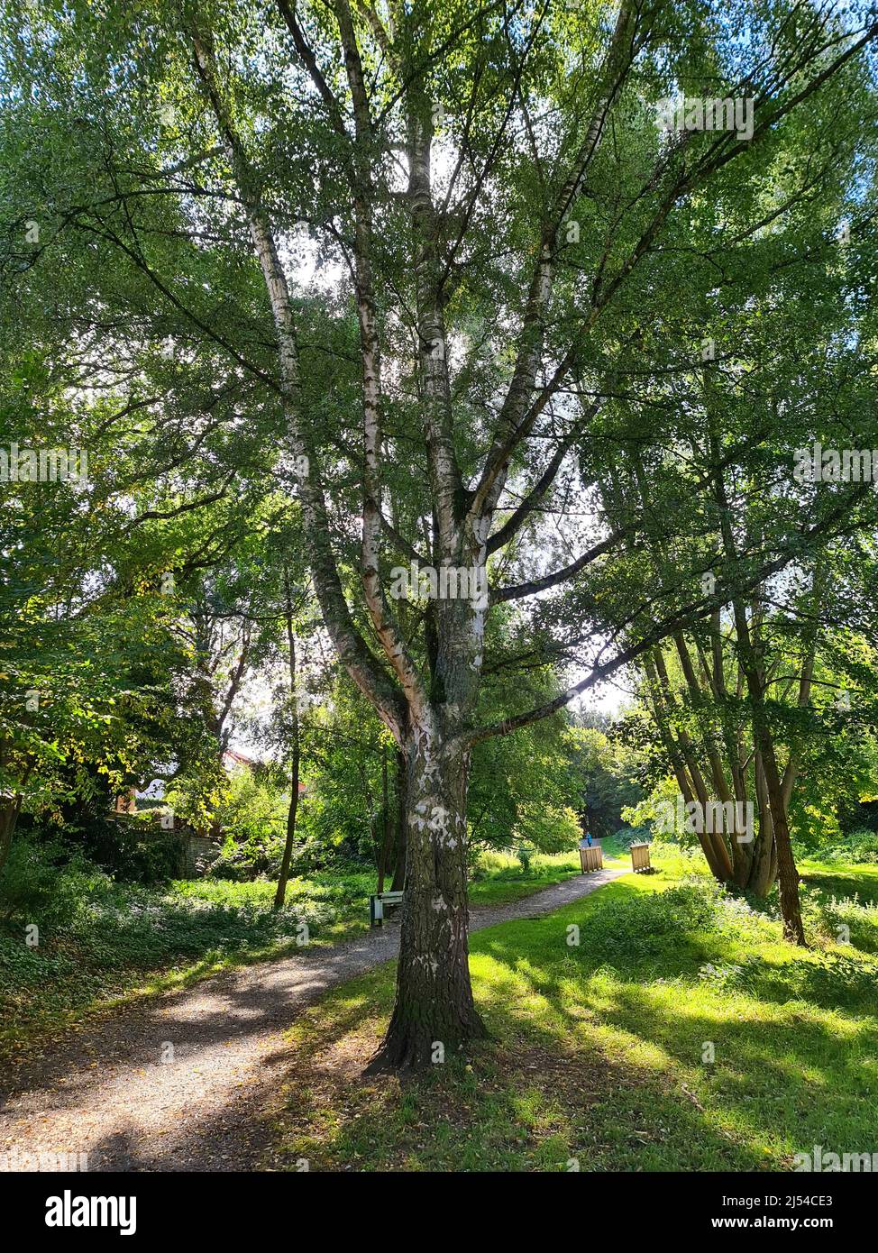 Bouleau à papier, bouleau argenté, bouleau blanc européen, bouleau blanc (Betula pendula, Betula alba), bouleau ancien dans un parc, Allemagne, Rhénanie-du-Nord-Westphalie Banque D'Images