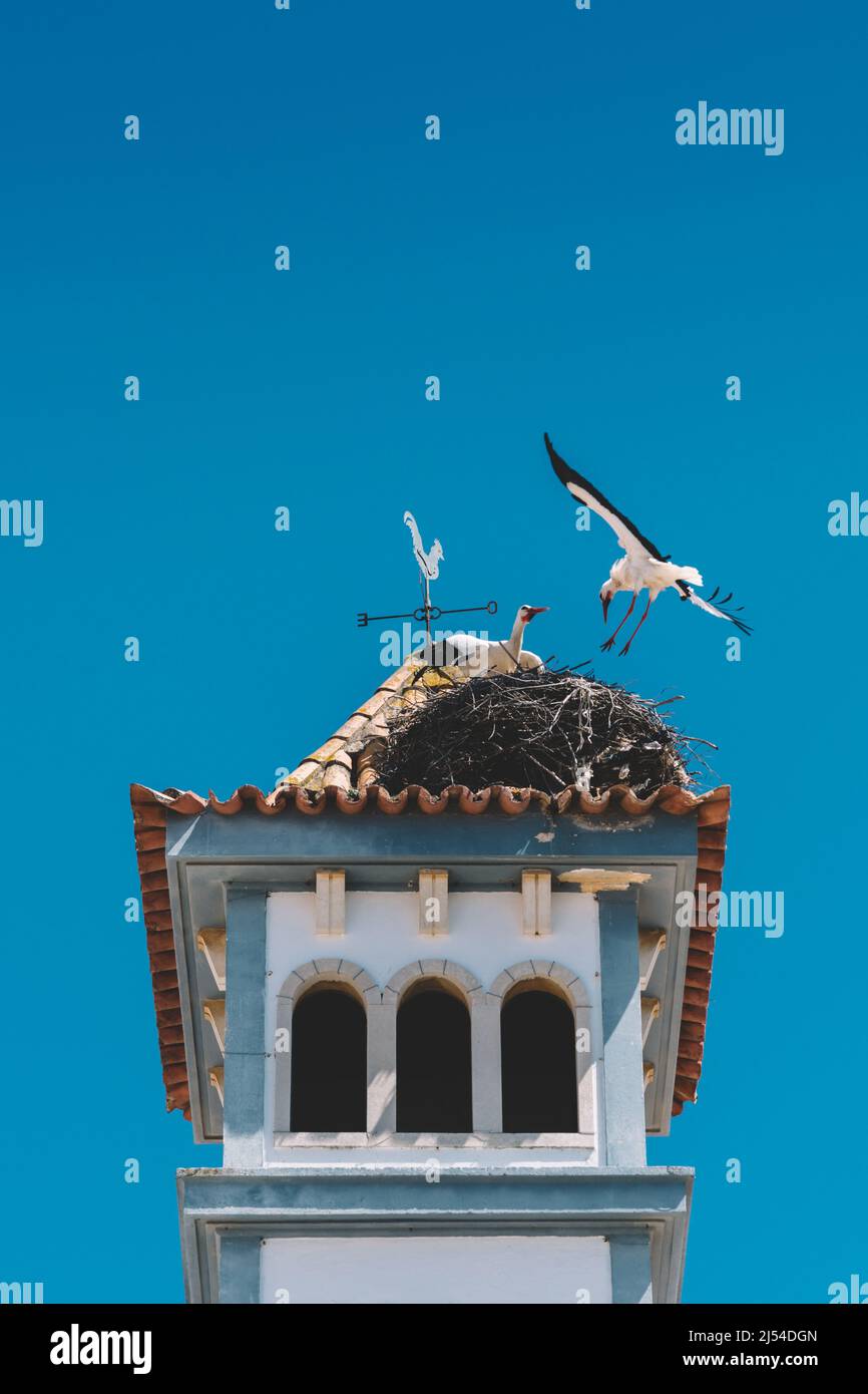 Deux White Storks nichant sur une tour Bell à Algarve, Portugal Banque D'Images