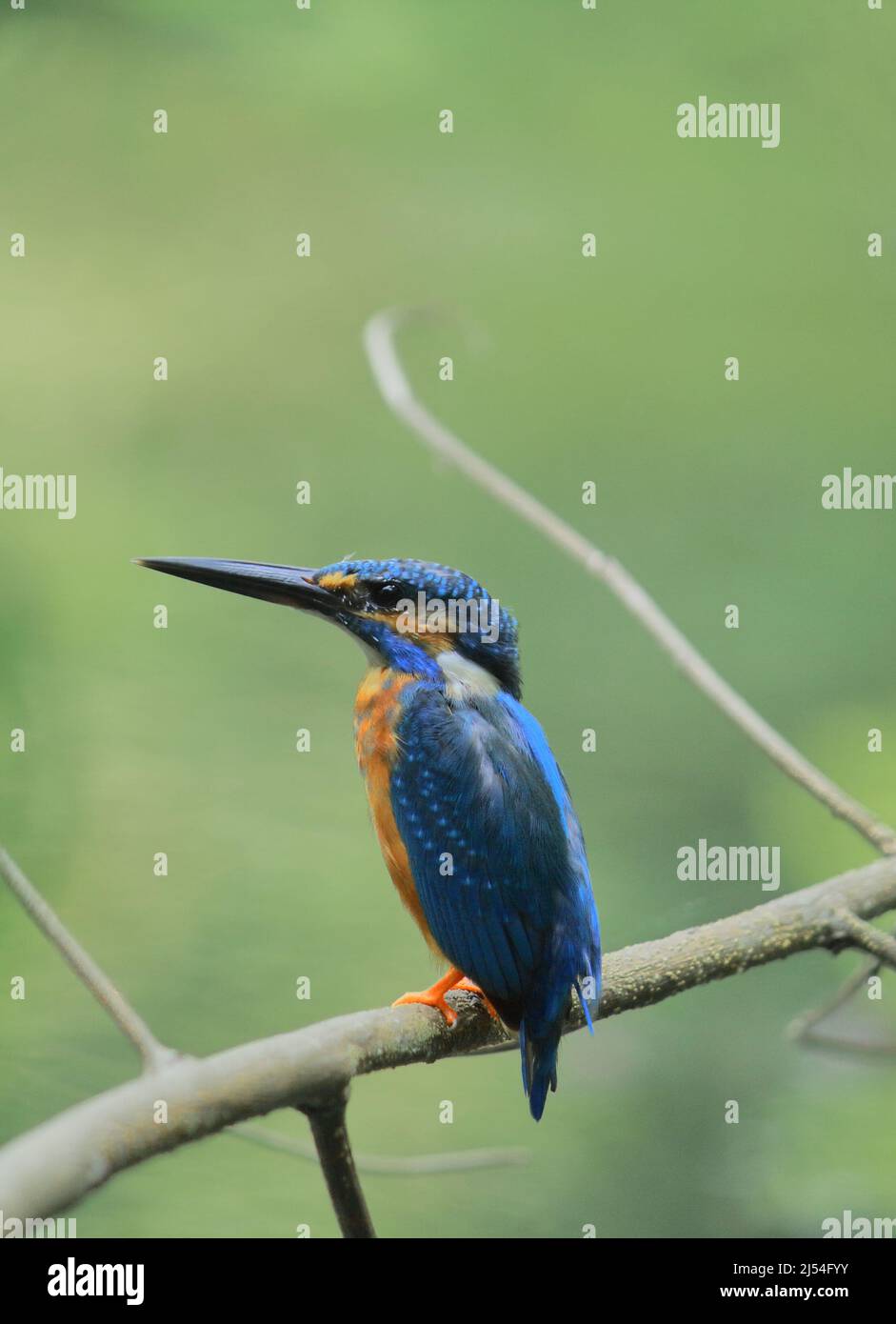 un kingfisher commun ou un kingfisher eurasien (alcedo atthis) assis sur une branche Banque D'Images