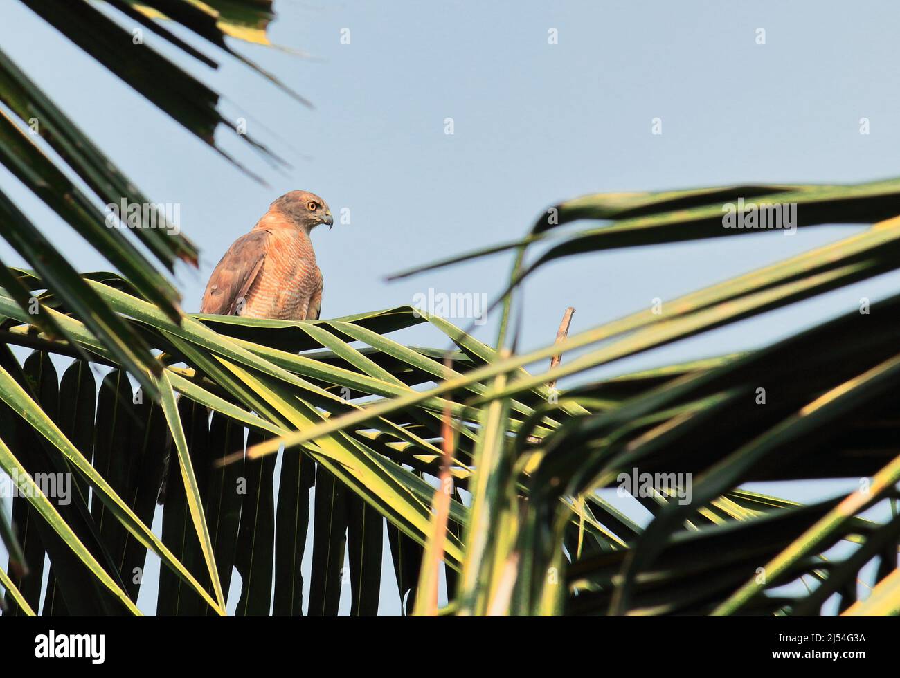 un petit rapaleur shikra (accipiter badius) assis sur l'arbre Banque D'Images