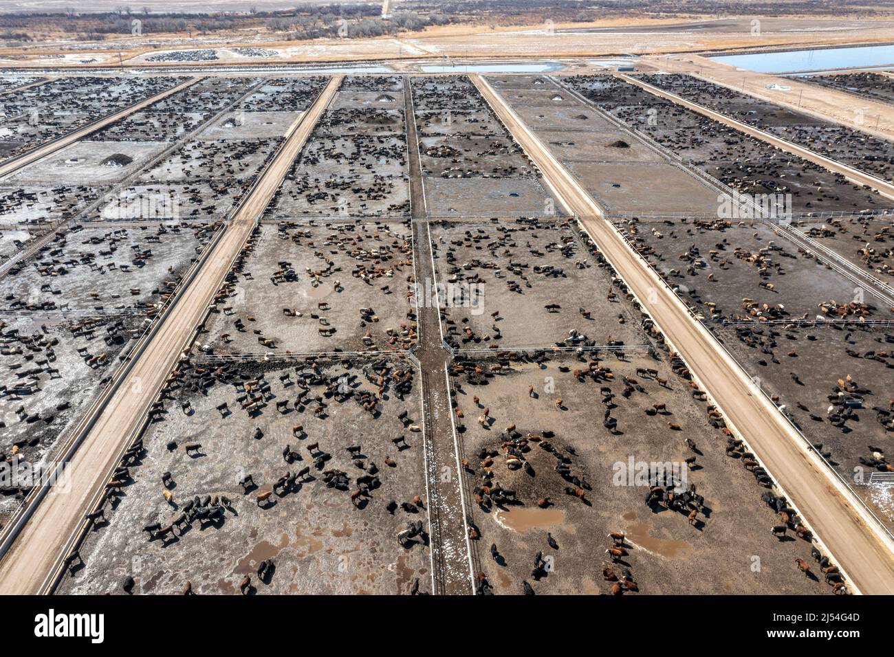 Lamar, Colorado - Un parc d'alimentation de bétail exploité par Five Rivers Cattle Feeding-Colorado Beef. La compagnie nourrit 61 000 bovins ici, et près d'un million de CA Banque D'Images