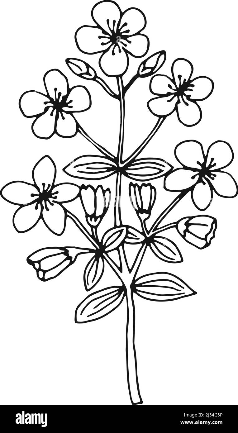 Usine de St John Wort. Illustration botanique aux herbes en fleurs Illustration de Vecteur