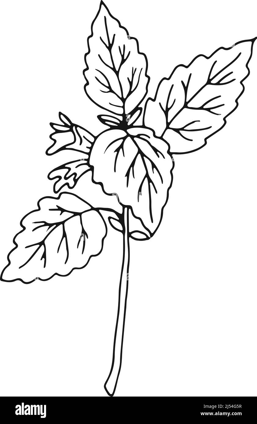 Menthe poivrée. Fleur d'herbes naturelles dessin botanique Illustration de Vecteur