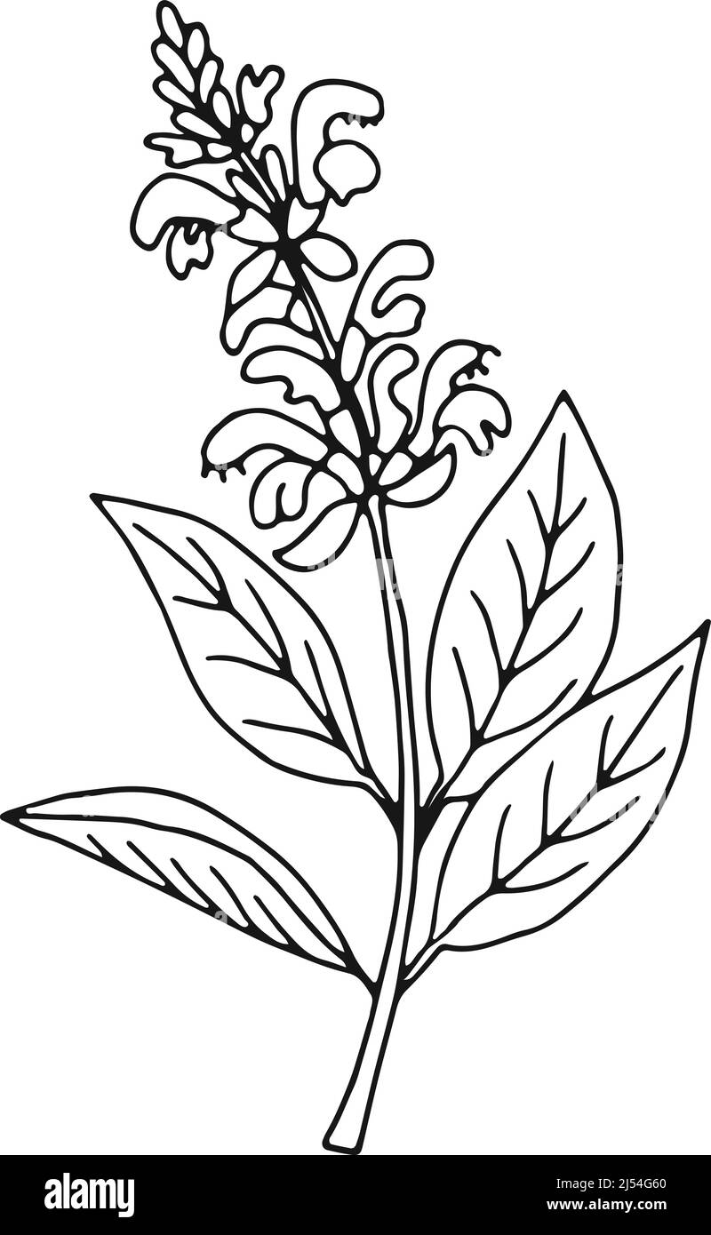 Croquis d'herbes médicales. Plante de floraison tirée à la main Illustration de Vecteur
