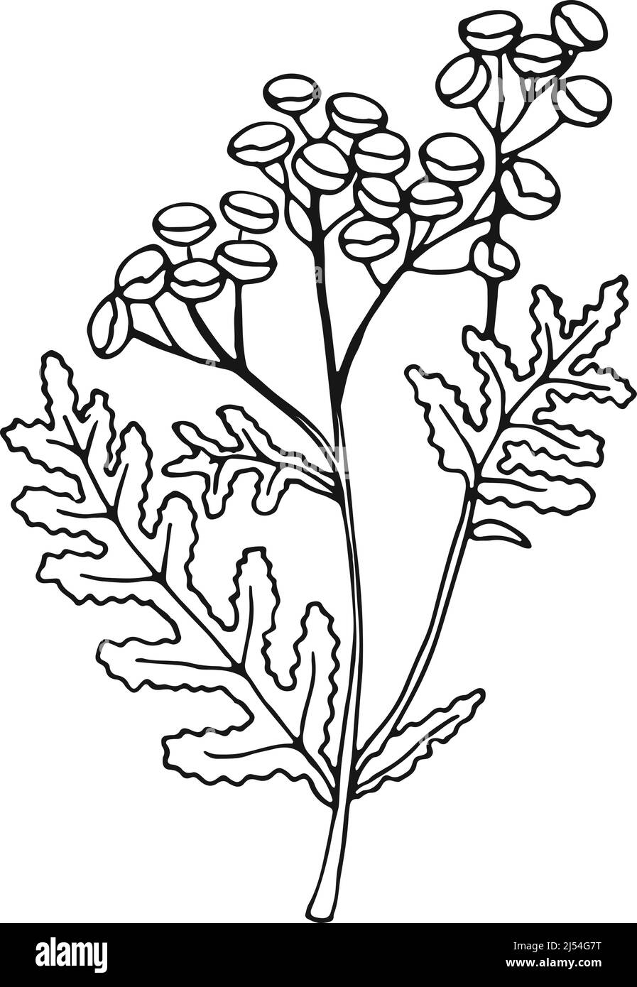 Usine de tansy commune. Boutons dorés fleur illustration botanique Illustration de Vecteur