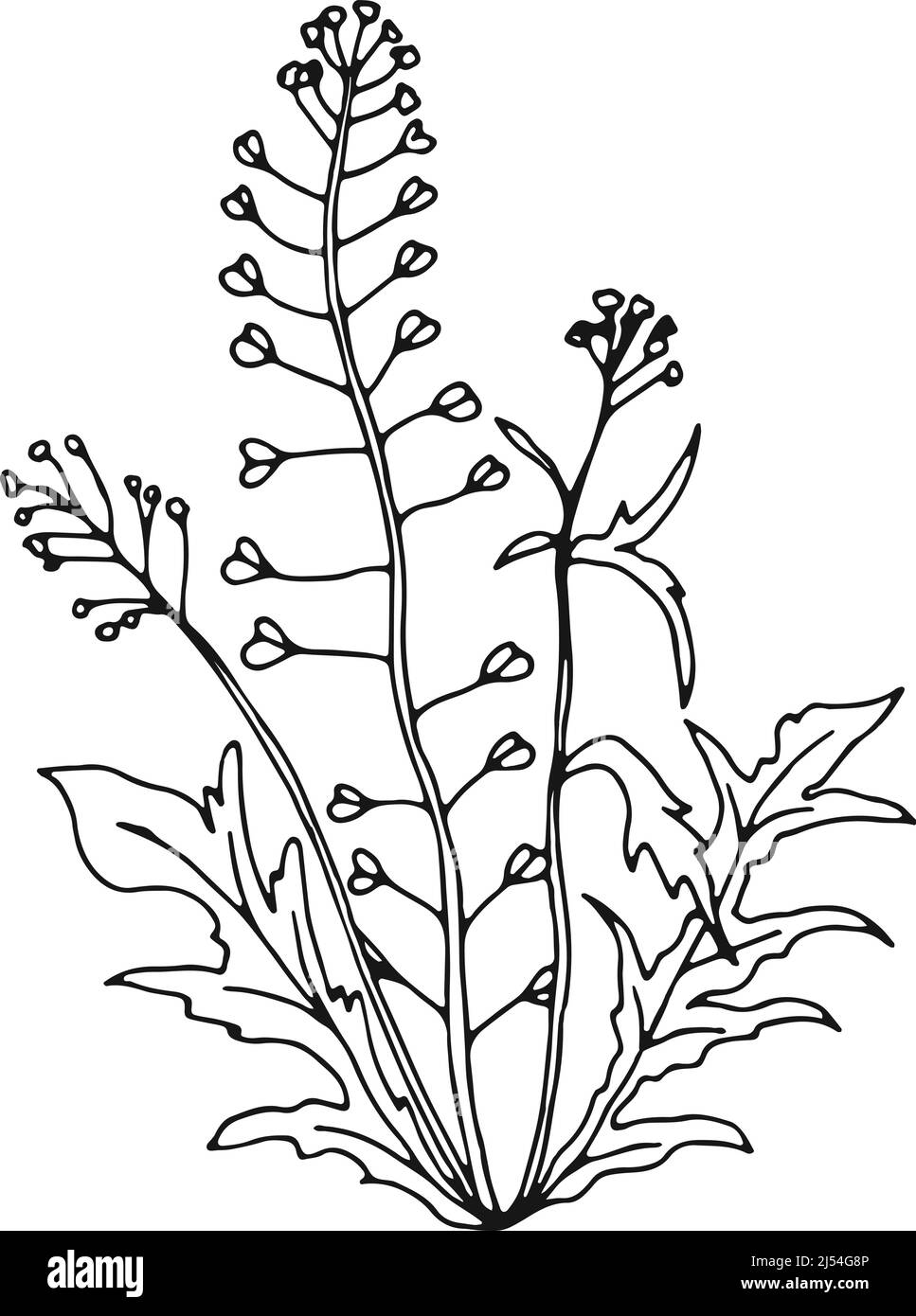 Herbe de Capsella. Shepherd porte-monnaie plante illustration botanique Illustration de Vecteur