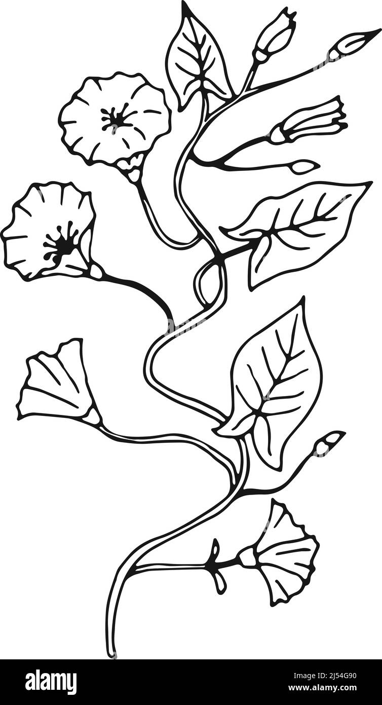 Croquis de fleur de bindweed. Illustration botanique d'une plante en fleurs Illustration de Vecteur