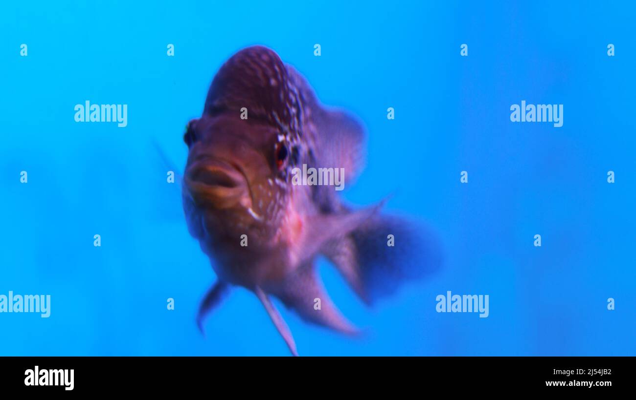 Poisson de Flowerhorn dans l'eau Banque D'Images
