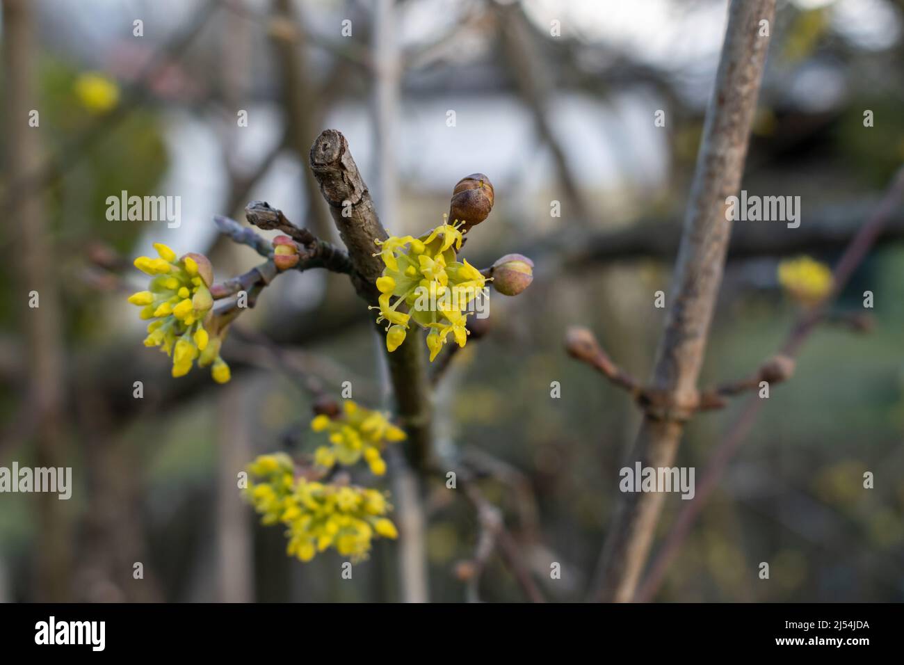 Fleur jaune de Dogwood sur la branche pendant le jour de printemps dans un foyer sélectif Banque D'Images