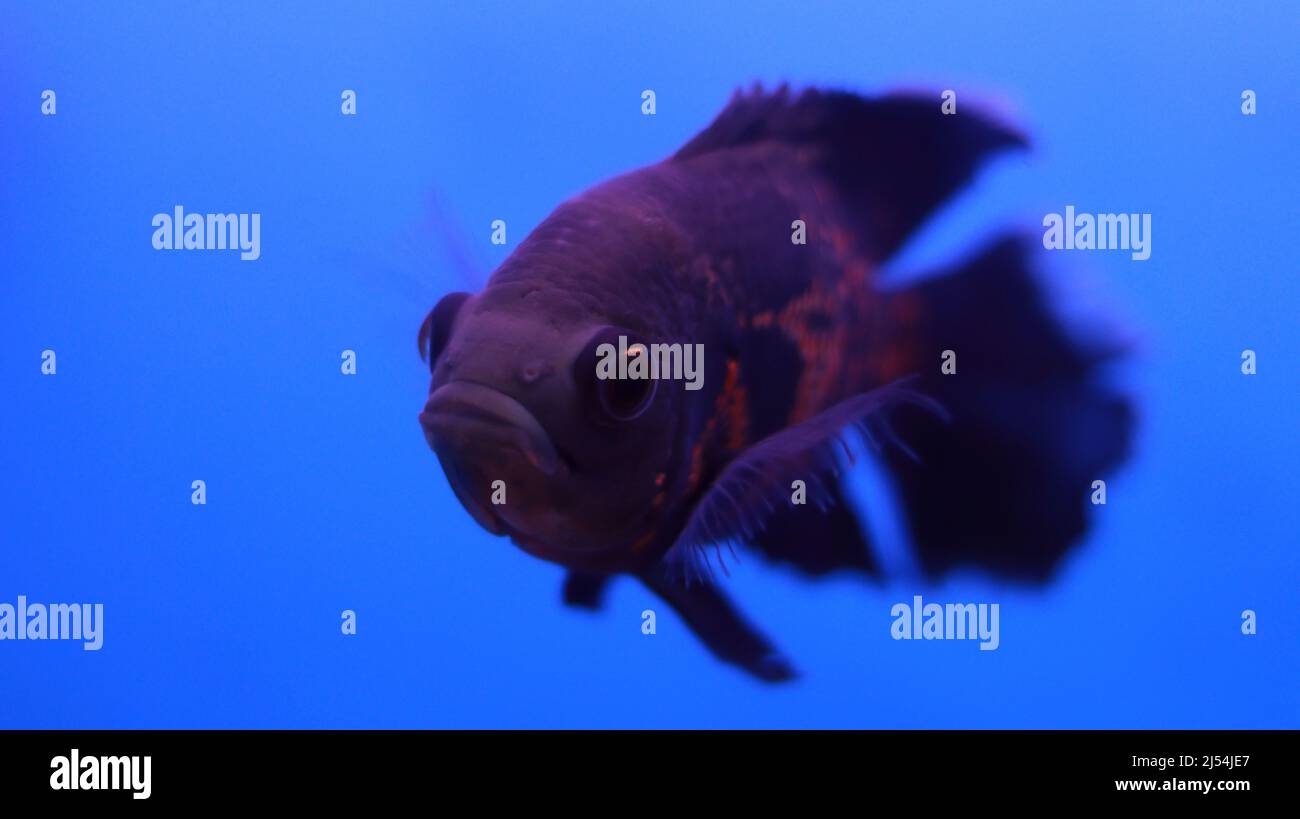 Poisson de Flowerhorn dans l'eau Banque D'Images