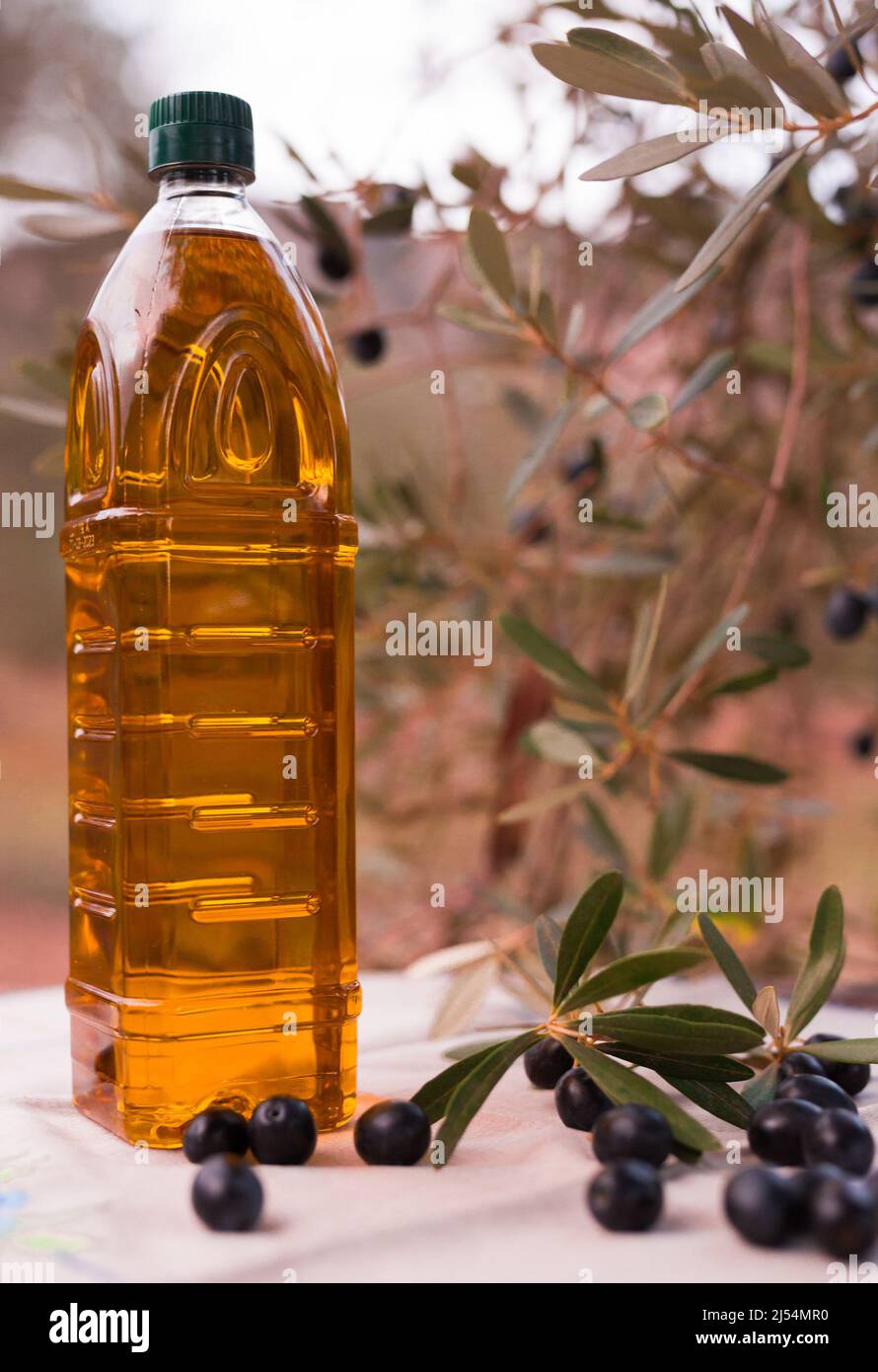 olives mûres noires, huile d'olive en bouteille plastique sur une table dans un jardin d'oliviers Banque D'Images