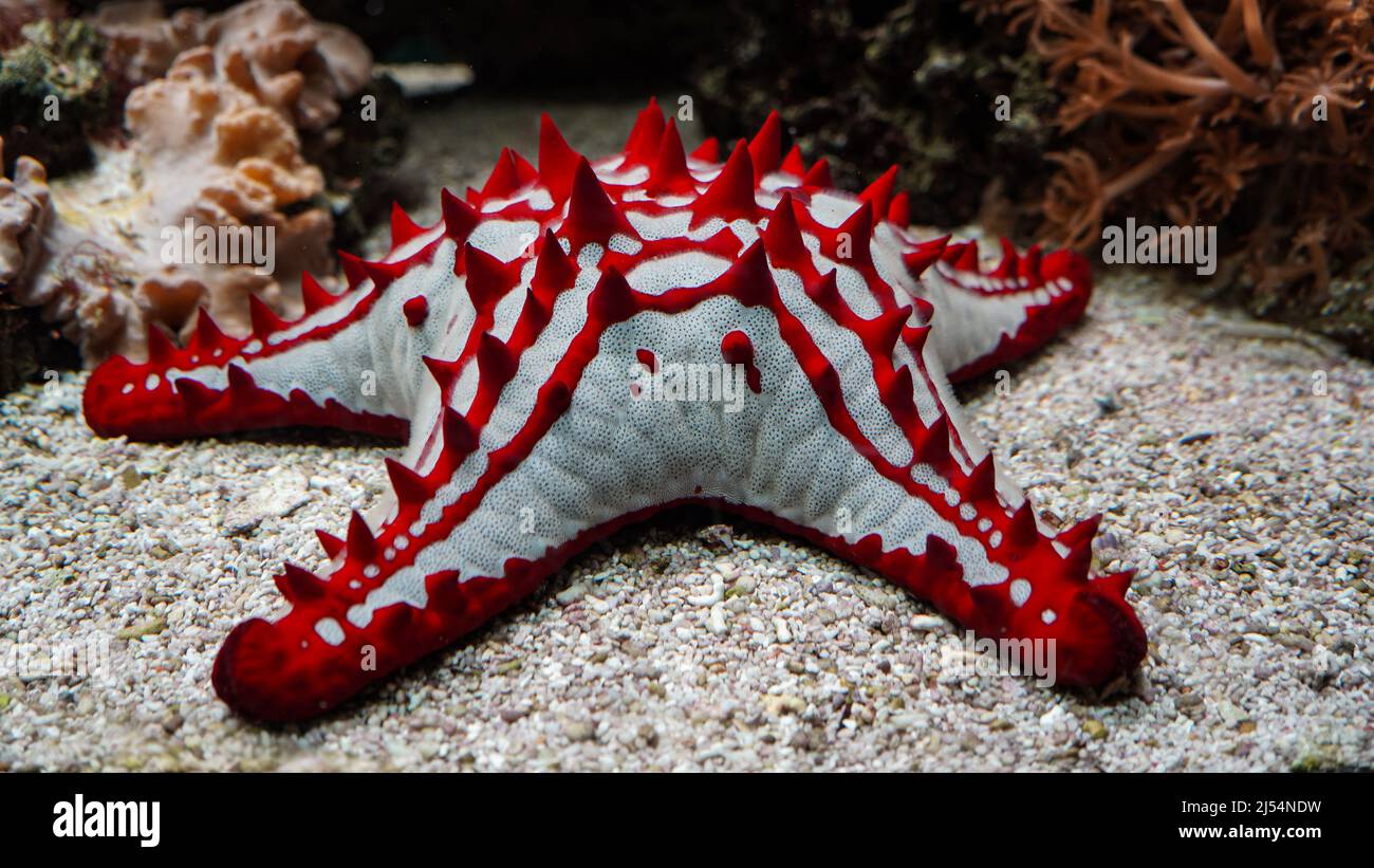 Étoile de mer à boutons rouges (Protoreaster lincki), poisson-marin / étoile de mer Banque D'Images