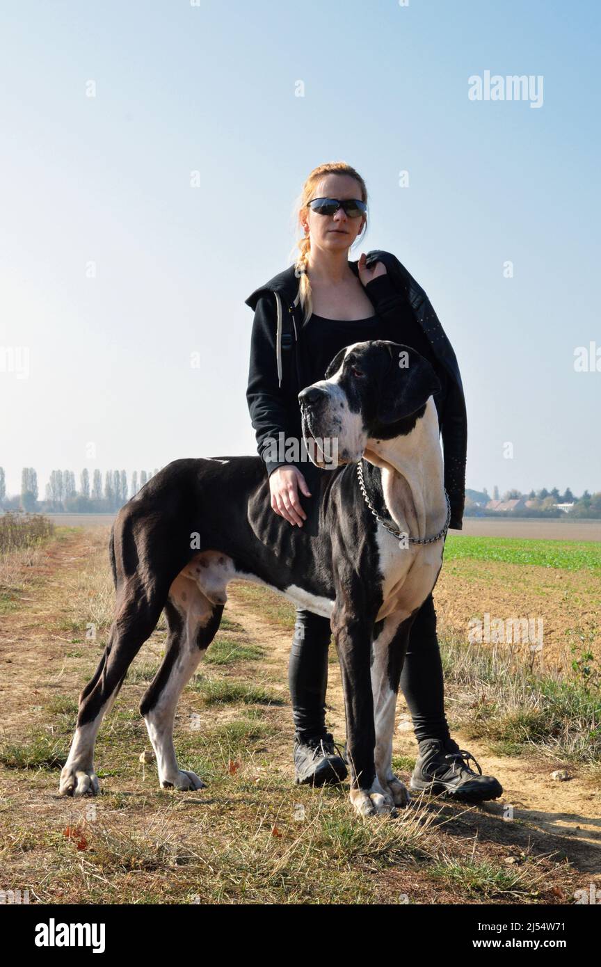 Femme blonde avec un grand chien impressionnant, de grande race de dane dans la campagne. C'est la catégorie du chien géant. Banque D'Images