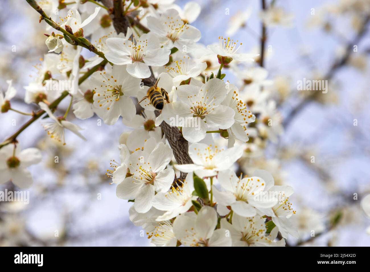 Abeille sur fleurs d'abricot de printemps Banque D'Images