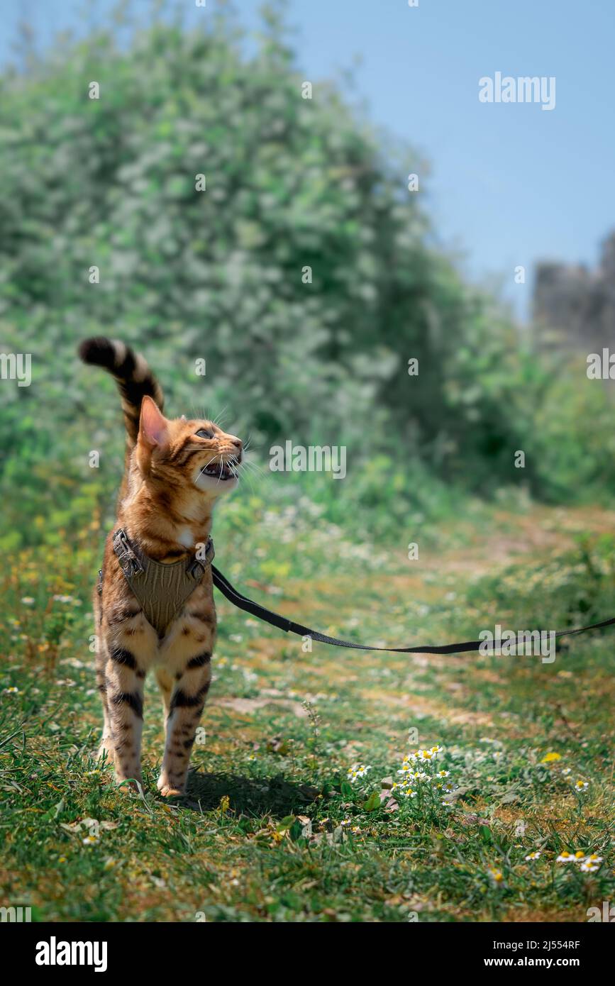 Chat Bengale dans un harnais de cuir meows, debout sur la pelouse. Banque D'Images