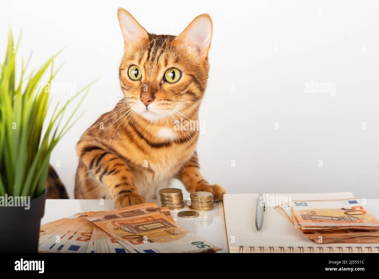 Analyse financière - compte de résultat, chat rouge, stylo à encre et argent en euros. Banque D'Images