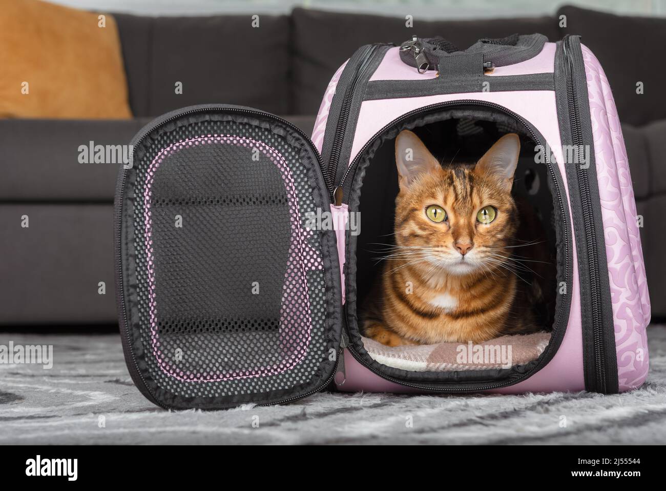 Le chat sort du sac rose. Sac de transport pour animaux. Banque D'Images