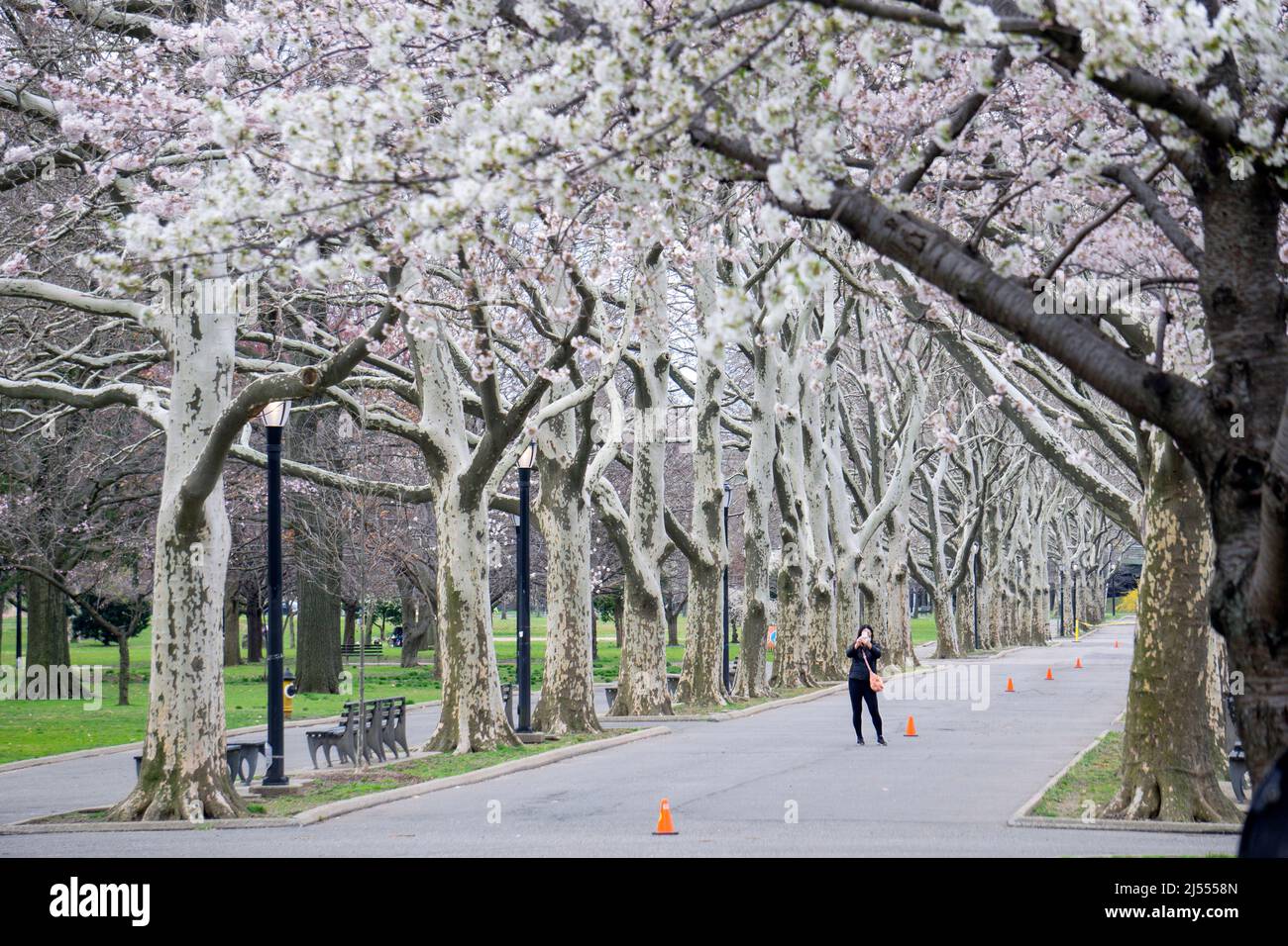 Une femme asiatique américaine prend des photos de pommiers et de cerisiers en fleurs dans le parc Flushing Meadows Corona Park de Queens, New York. Banque D'Images