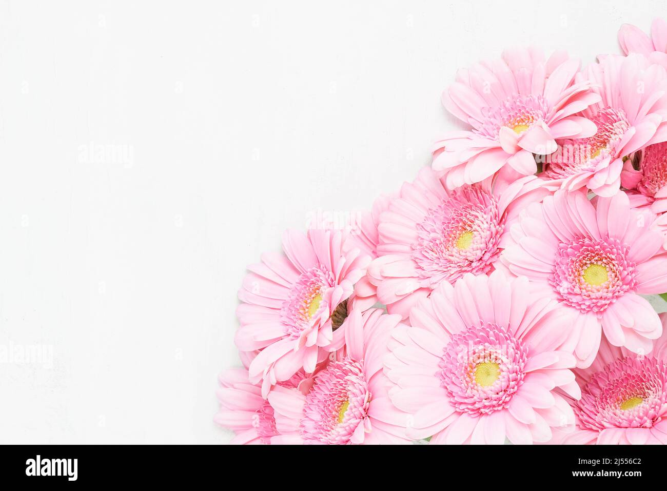 Bouquet de fleurs de gerberas roses sur fond blanc en bois. Fête des mères, jour de la Saint-Valentin, concept d'anniversaire. Vue de dessus, espace de copie Banque D'Images