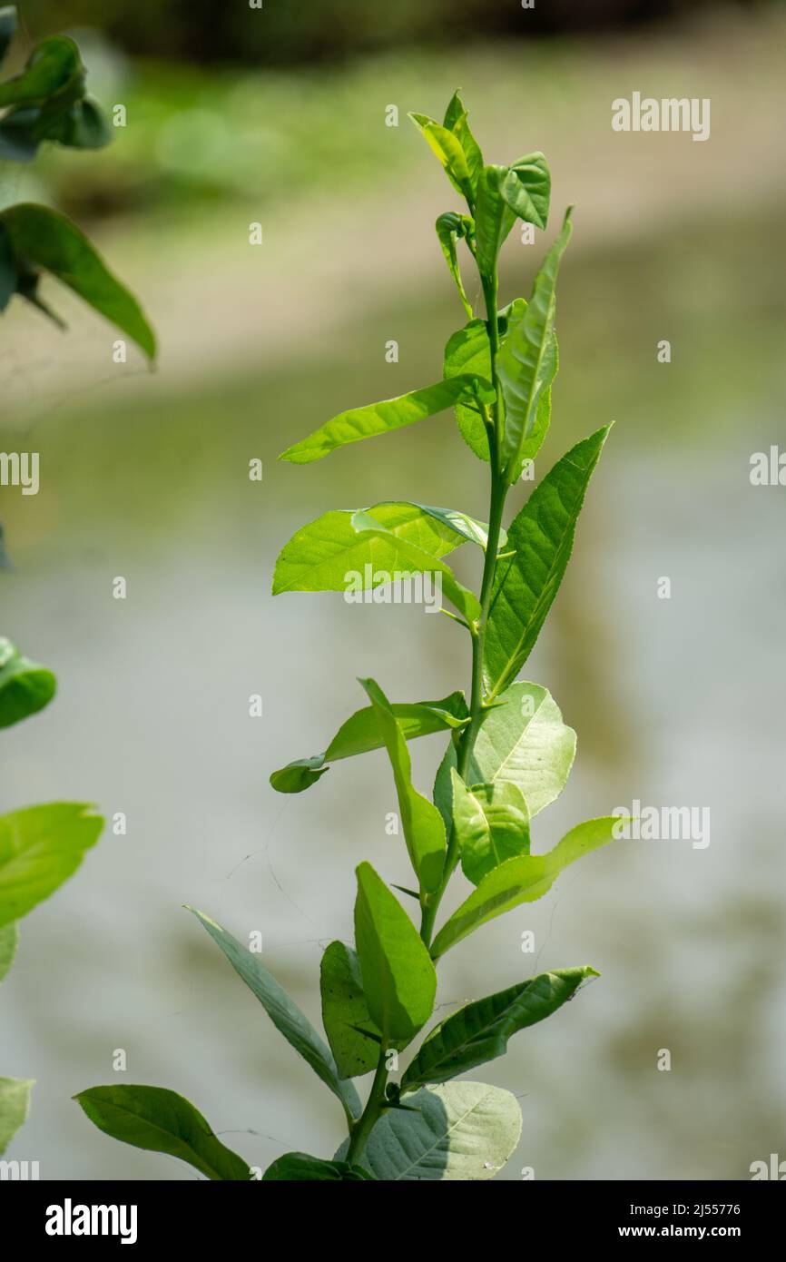 Les feuilles de citron osciller dans le vent le long de la petite rivière. Au printemps, la brise souffle. Banque D'Images