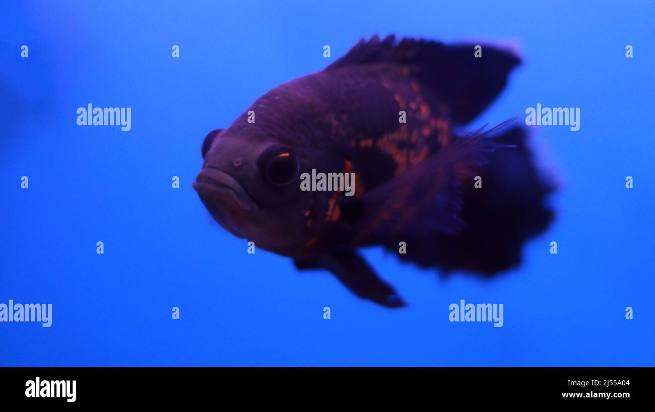 Poisson de Flowerhorn dans l'eau, poisson d'aquarium Banque D'Images