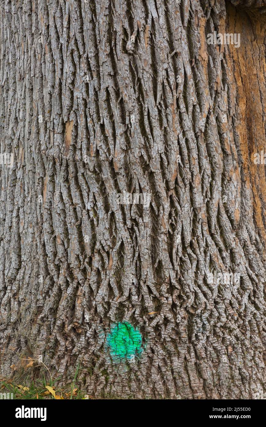 Tronc d'arbre à feuilles caduques marqué de peinture verte fluorescente. Banque D'Images
