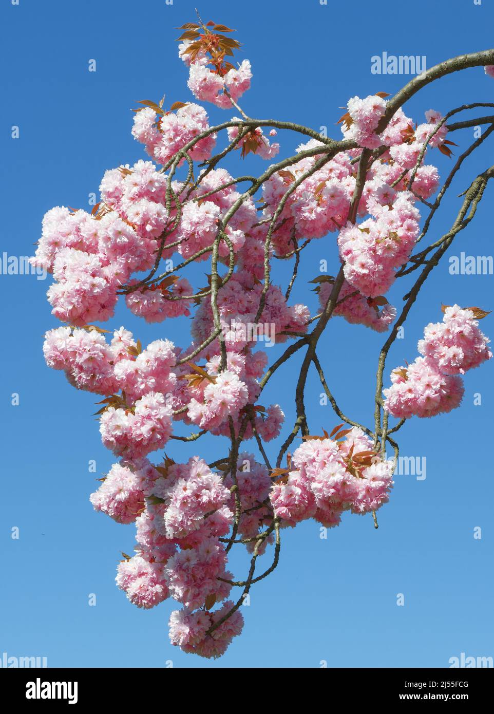 Cerisier en fleur,Solingen-Unterrueden,Bergisches Land,Allemagne Banque D'Images