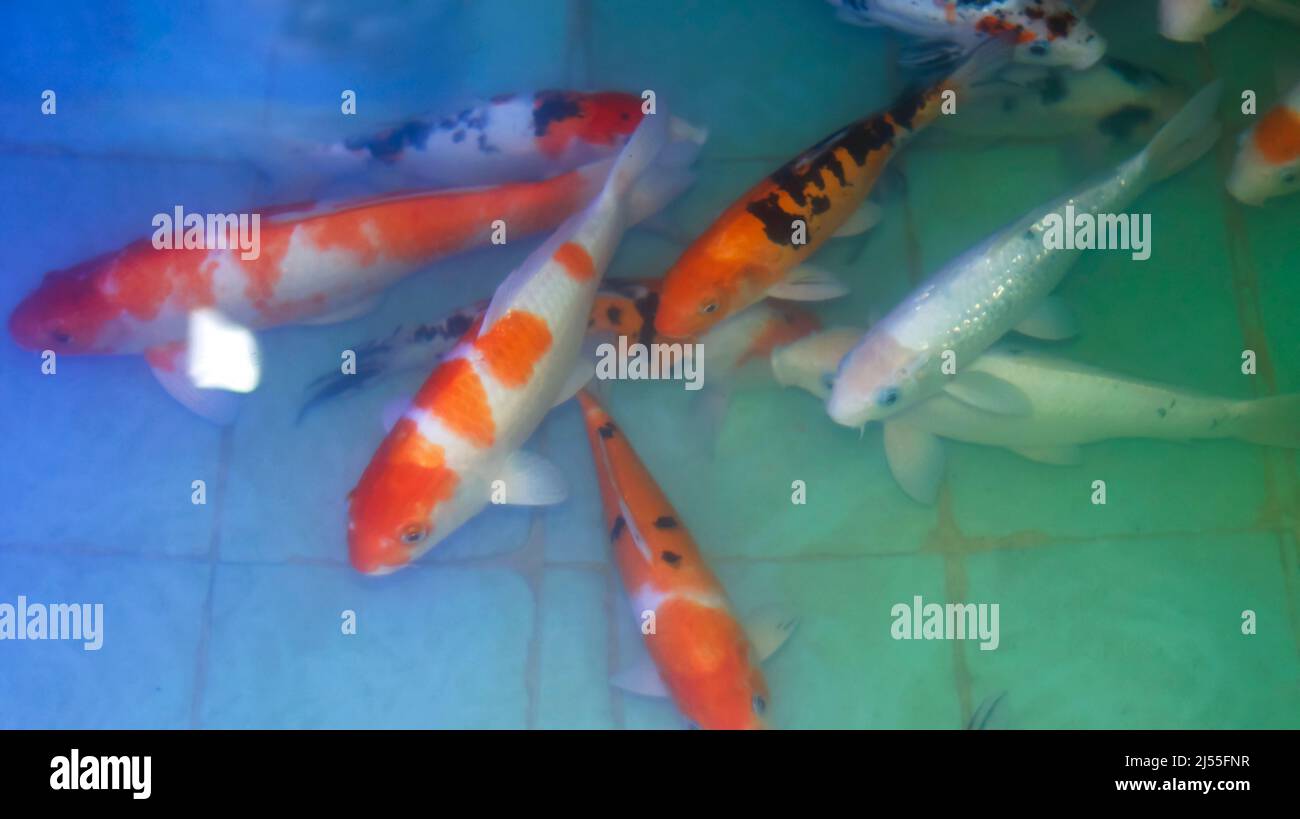 poissons koï dans l'aquarium d'eau poisson. Poisson coloré dans l'eau Banque D'Images
