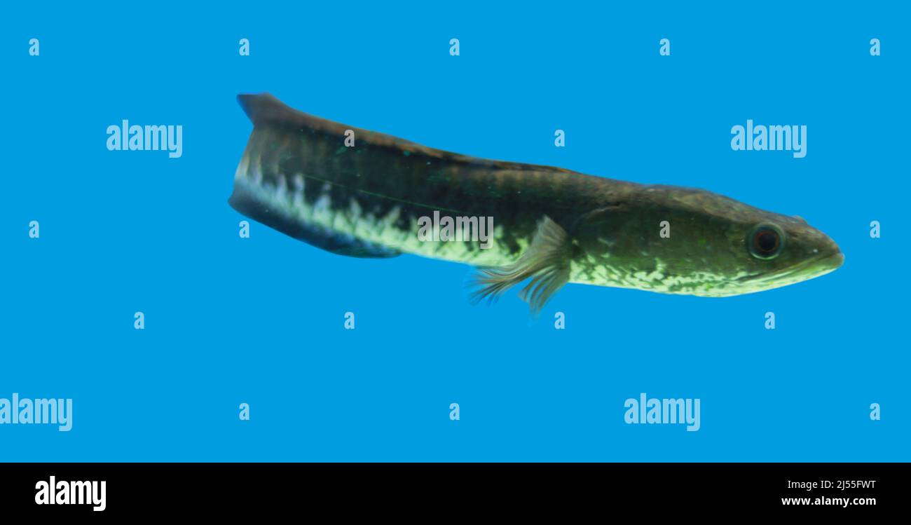Tête de serpent poisson de l'aquarium de Murrel Fish Banque D'Images